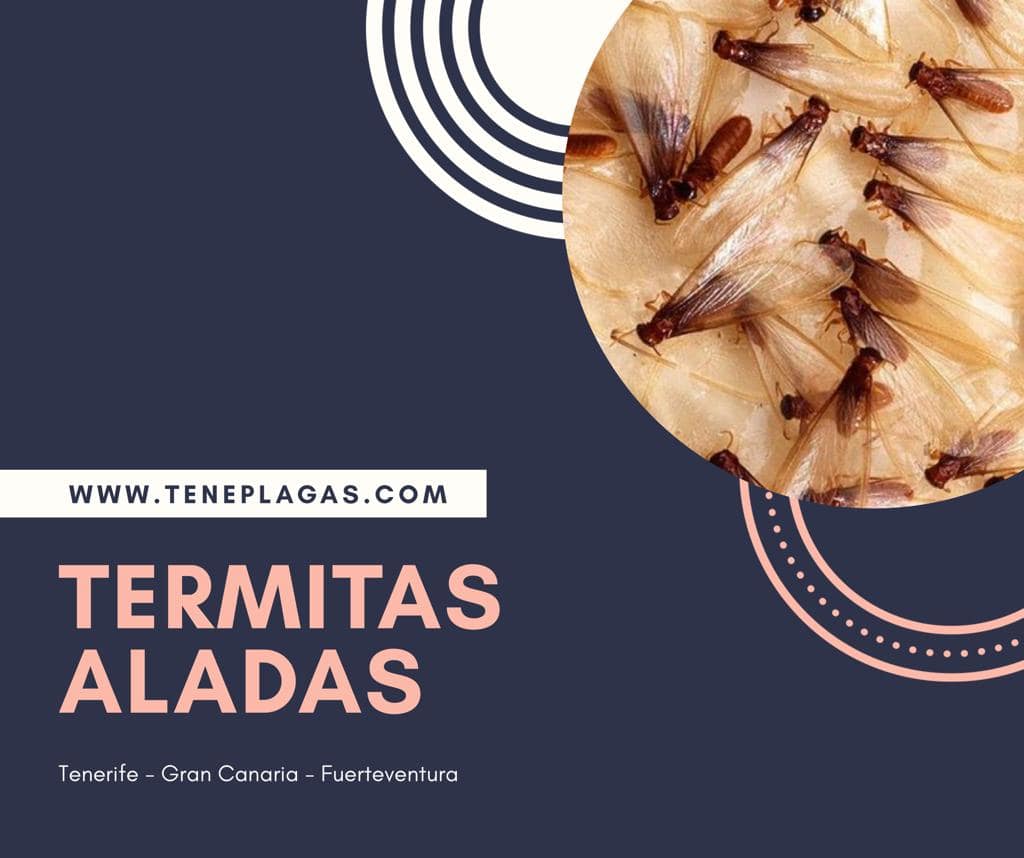 Veo alitas en el suelo, ¿qué es?