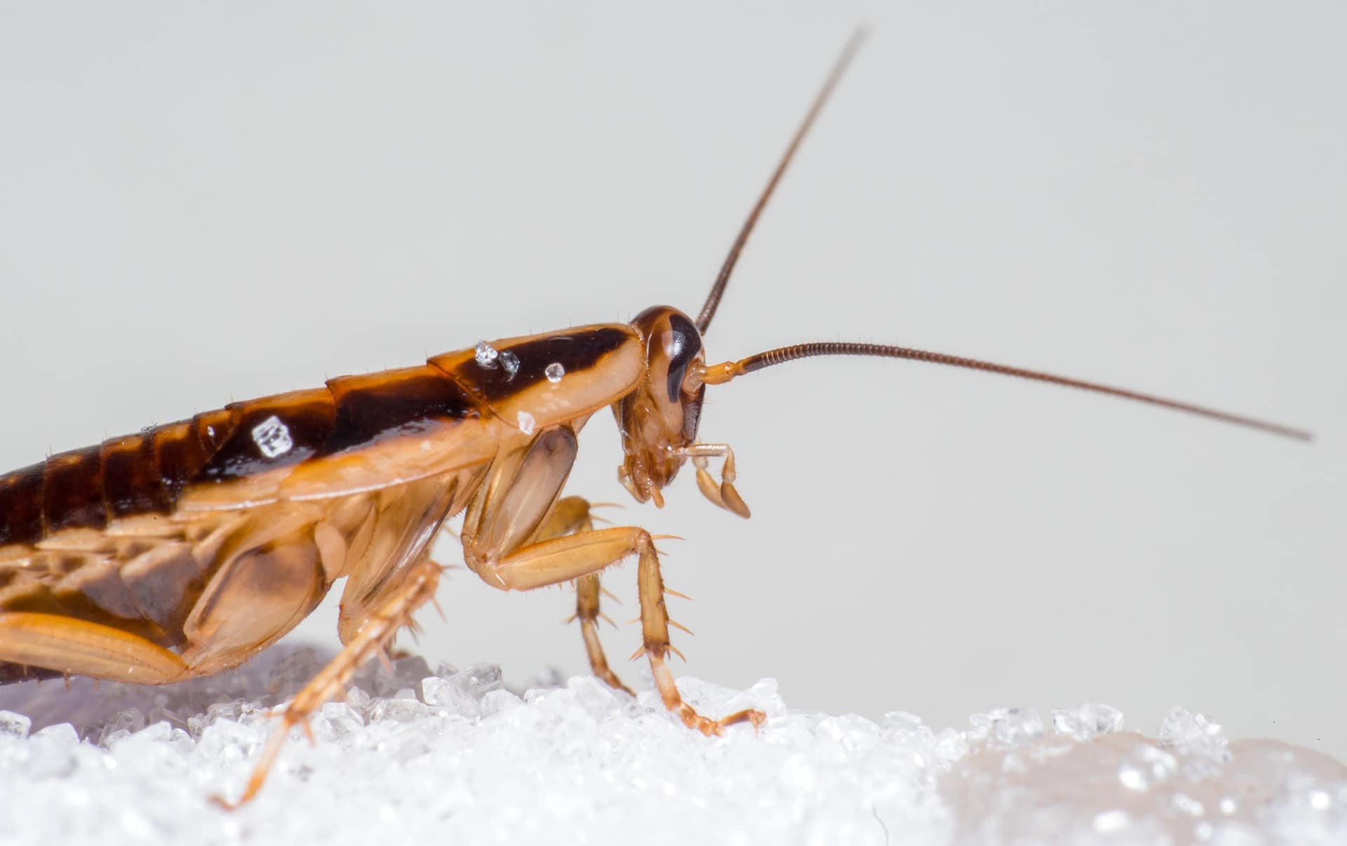 Cucaracha-comiendo-acido-borico