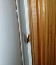 cucaracha comiendo del cebo en gel
