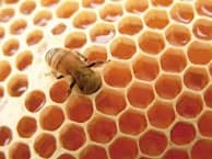 colmena abejas
