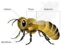 Abejas - La especie más importante del mundo