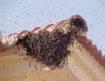 abejas en tejas