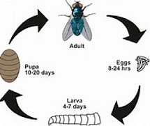 ciclo de la mosca