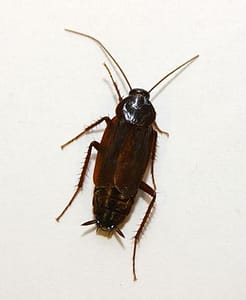 disinfestazione-blatte-scarafaggi