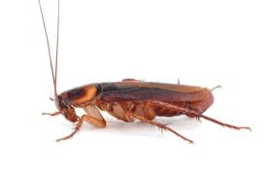 cucaracha americana