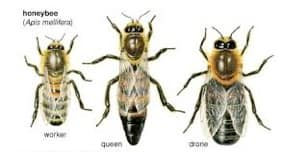 abejas