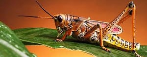 saltamontes