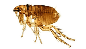 pulga