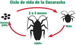 ciclo de vida de las cucarachas