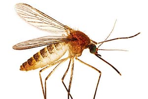 eliminar plaga de mosquitos