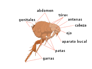 cuerpo de una pulga