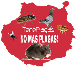 Fumigaciones las palmas - Gran Canaria 