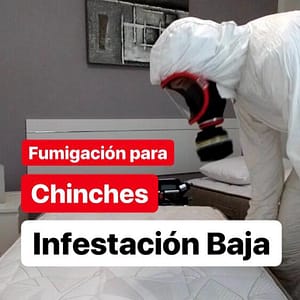 fumigacion para chinches