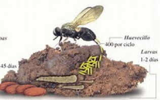 ciclo de las moscas