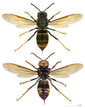 Diferenciar tipos de avispas