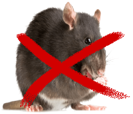 contol de plaga de ratas en tenerife y las palmas de gran canaria