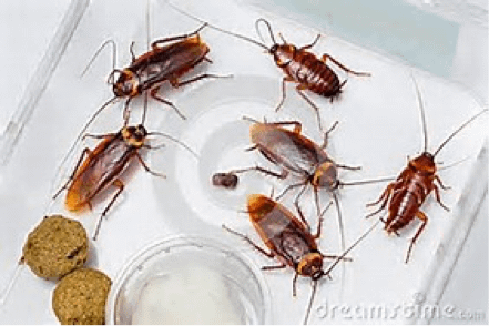 cucarachas americanas