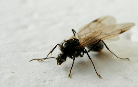 hormigas aladas
