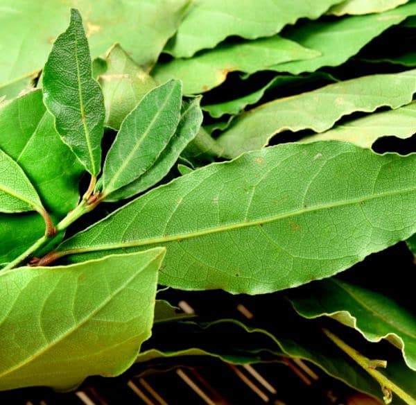Hoja de Laurel