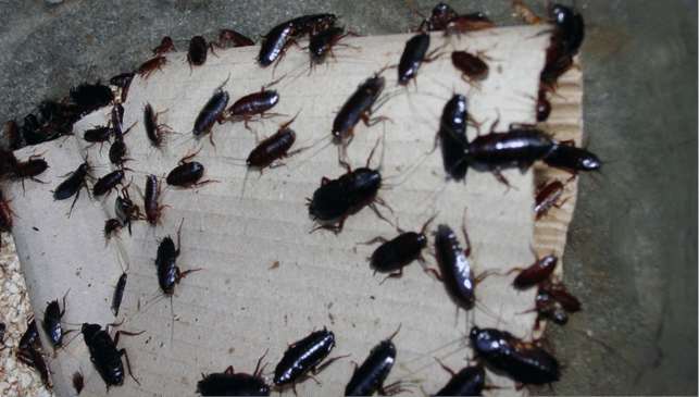 eliminar cucarachas con garantía