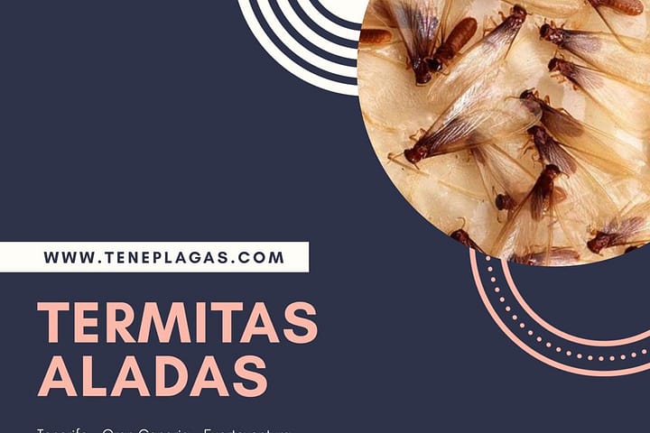 Veo alitas en el suelo, ¿qué es?