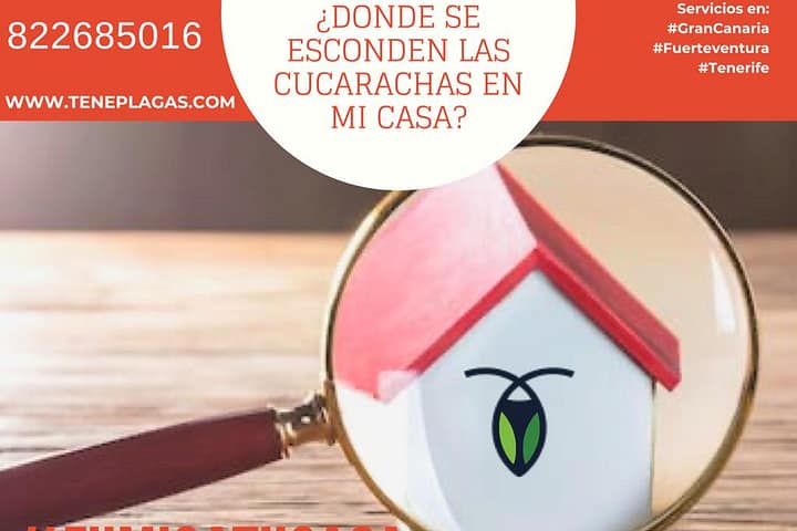 Donde se esconden las cucarachas en mi casa