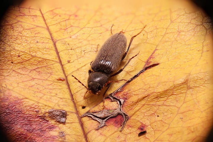 como es la carcoma, imagen del insecto