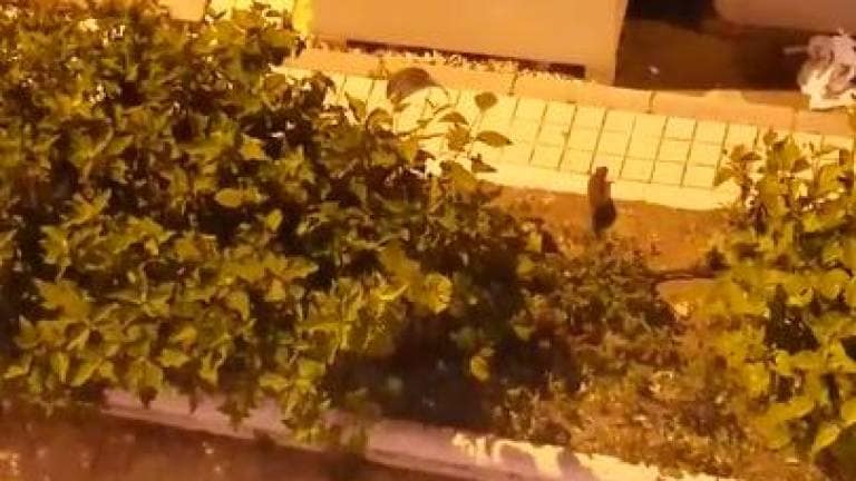Ratas en el municipio de Ingenio