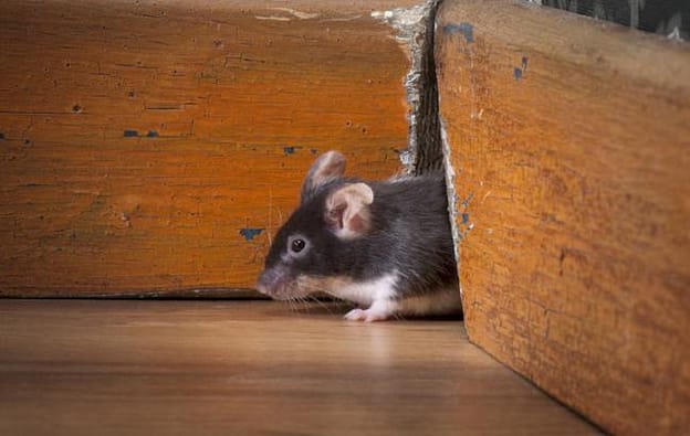 evitar los ratones en tenerife