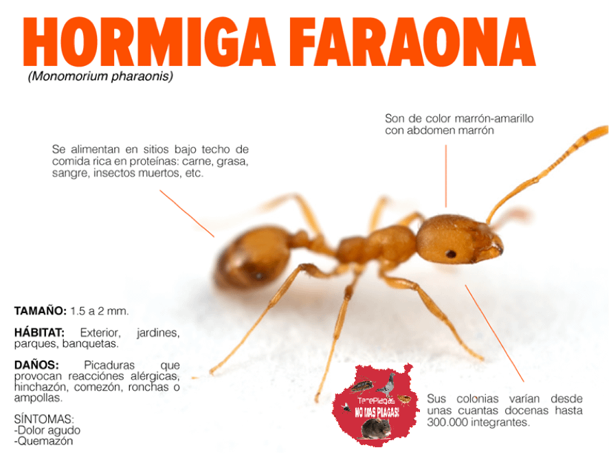 fumigar hormigas en gran canaria hormiga faraona